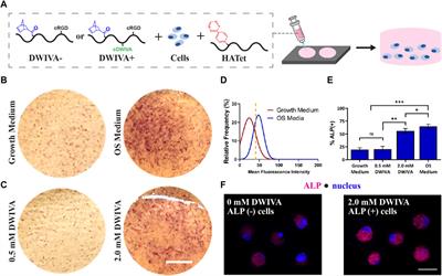 Injectable hydrogel with immobilized BMP-2 mimetic peptide for local bone regeneration